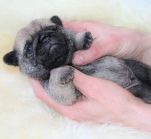Mopsz