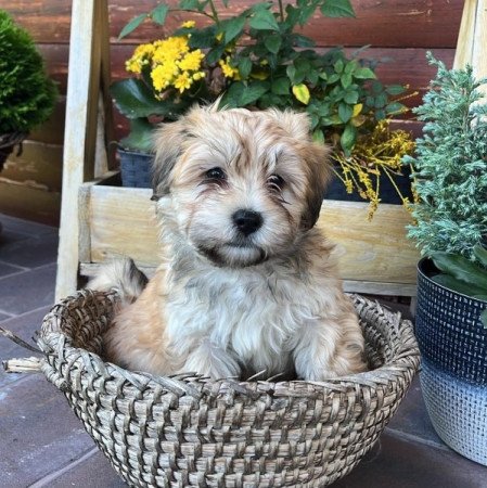 Bichon Havanese