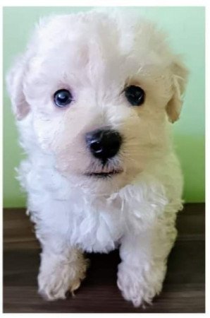 Bichon havanese