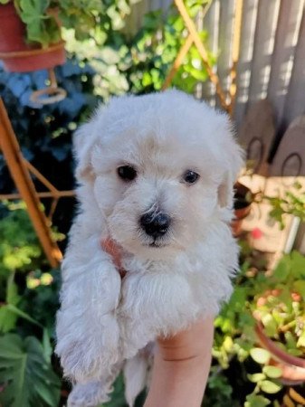 Bichon havanese