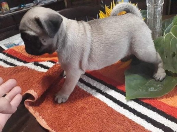 Mopsz