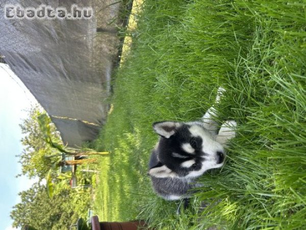 Husky kölyök