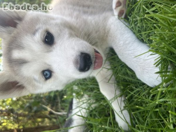 Husky kölyök
