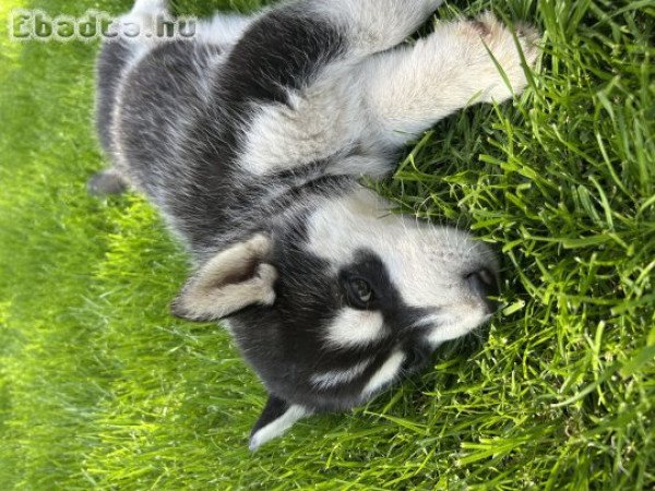 Husky kölyök