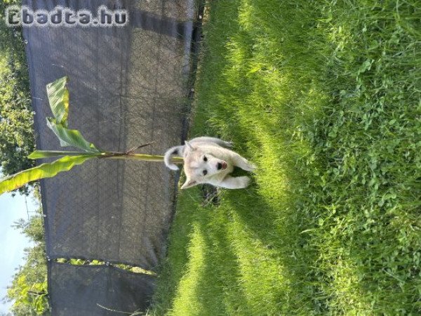 Husky kölyök