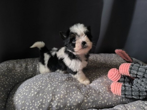 yorki