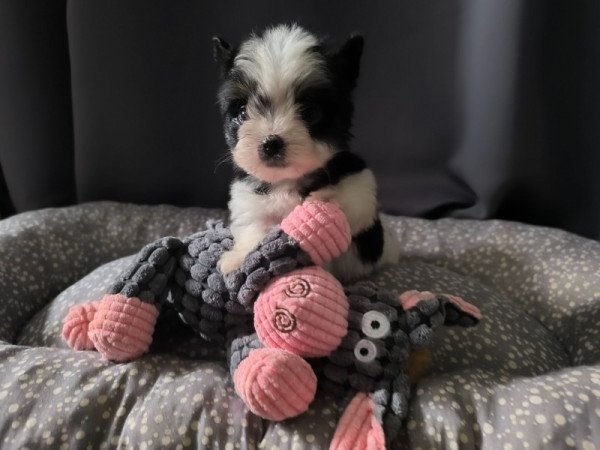 yorki