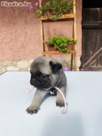 Mopsz