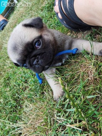Mopsz