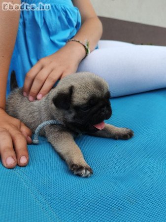 Mopsz