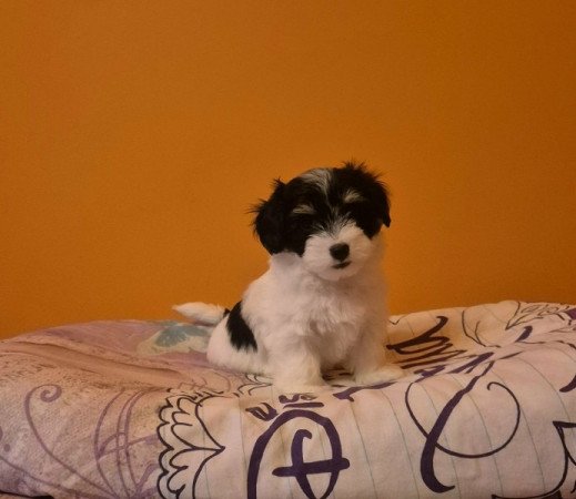 Bichon Havanese