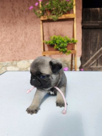 Mopsz