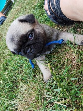 Mopsz