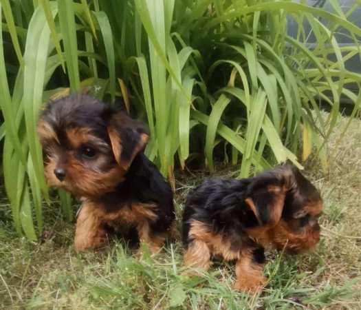 Yorkshire terrier