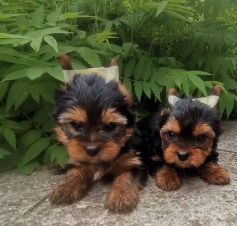 Yorkshire terrier