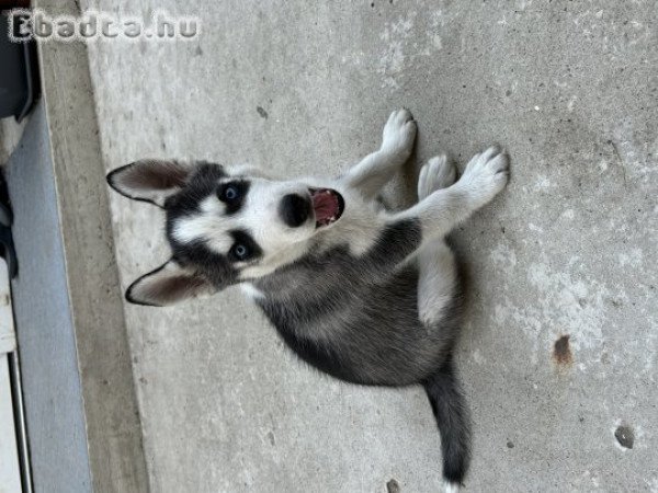 kölyök Husky eladó