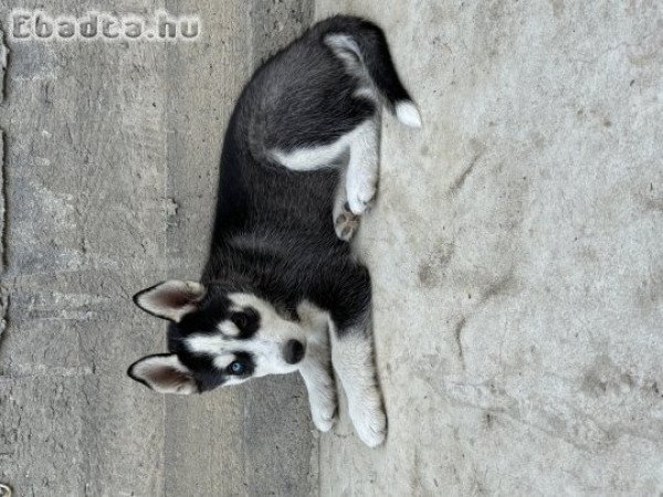 kölyök Husky eladó