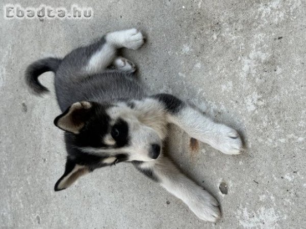 kölyök Husky eladó