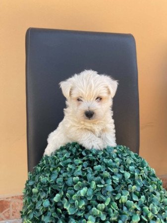 Westie