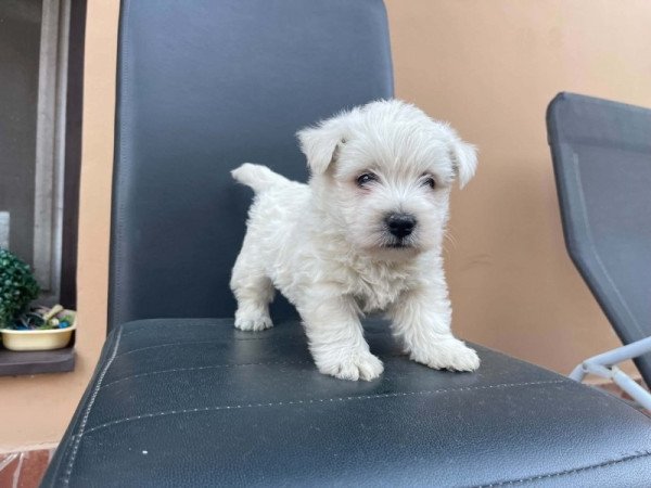 Westie