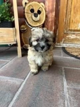 Bichon havanese