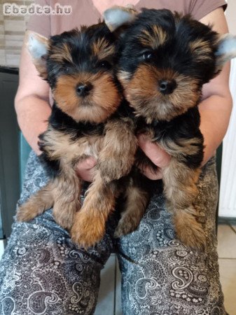 Yorkshire terrier jellegű fiú