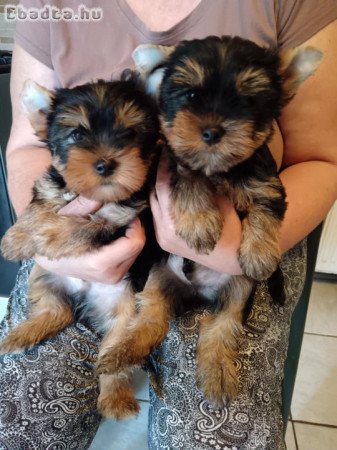 Yorkshire terrier jellegű fiú