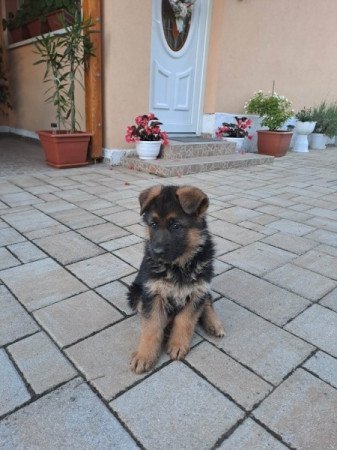 német juhász kutya