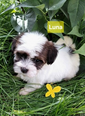 Bichon havanese