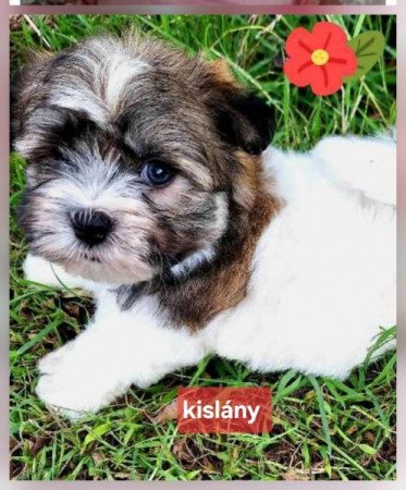 Bichon havanese