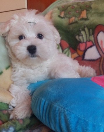 Bichon Havanese