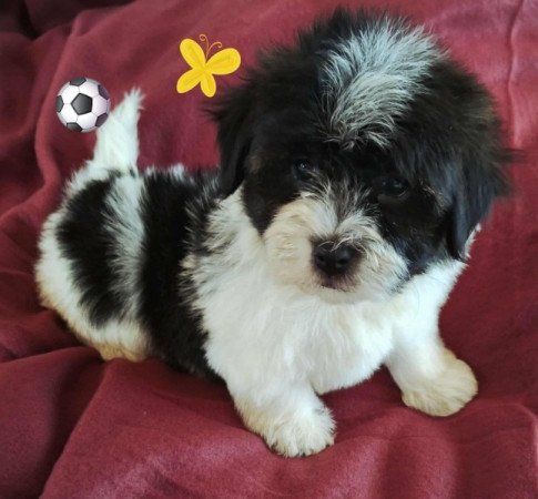 Bichon havanese