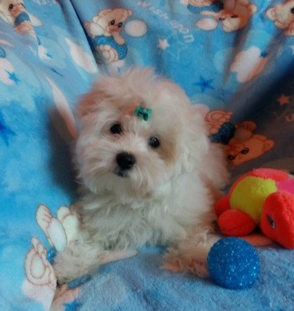 Bichon Havanese