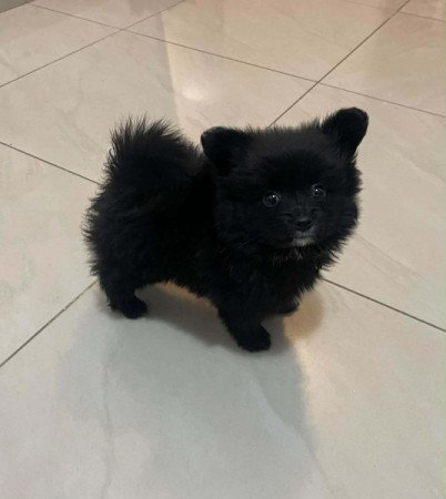 Pomerániai Törpe Spitz
