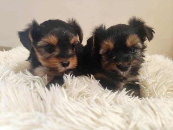 Yorkshire terrier