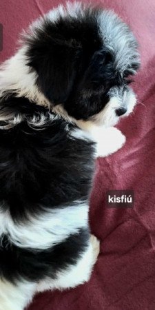 Bichon havanese