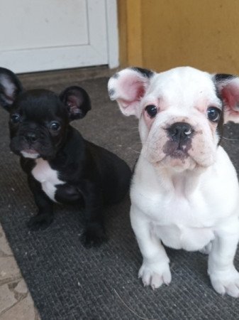 Francia bulldog