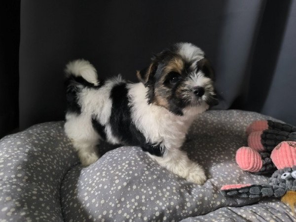 yorki