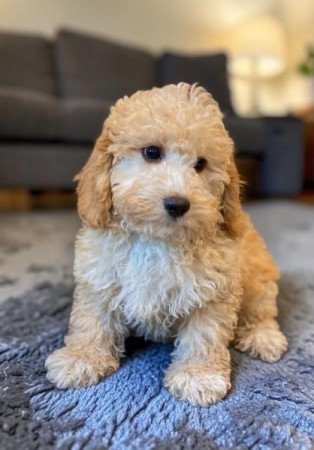 Maltipoo