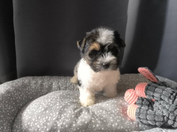 yorki