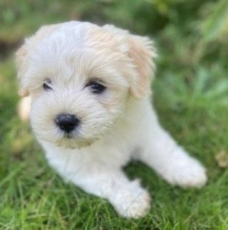 Bichon havanese