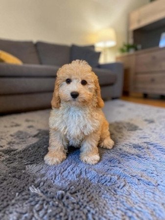 Maltipoo