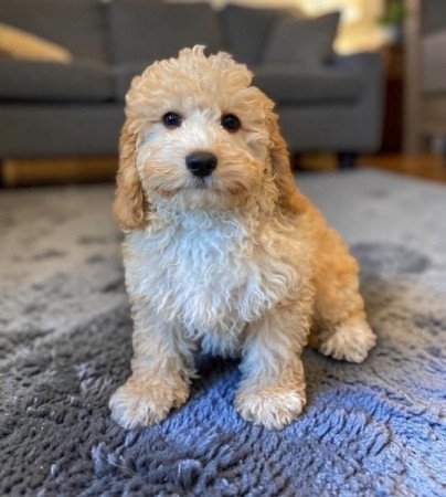 Maltipoo