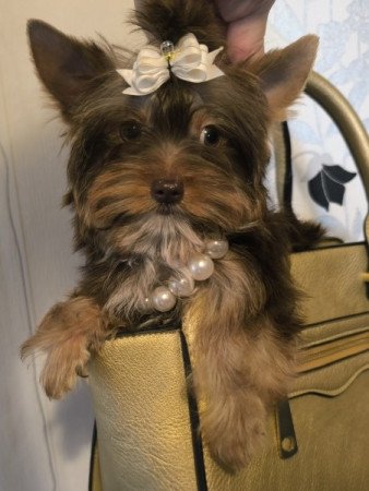 Yorkshire terrier