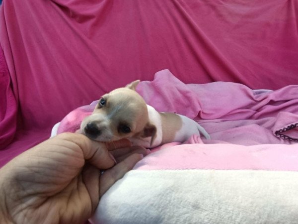 csivava