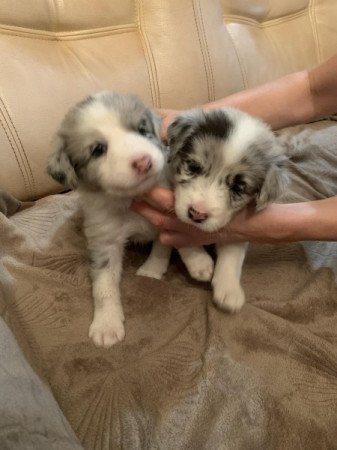 Border collie