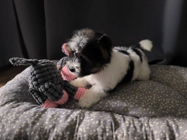 yorki