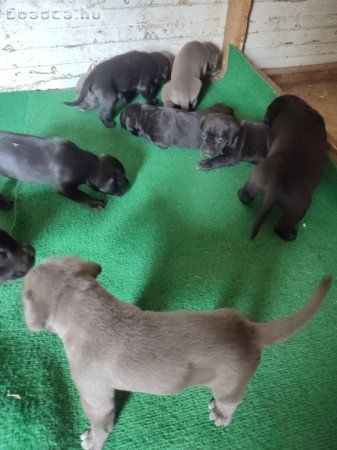 Cane Corso