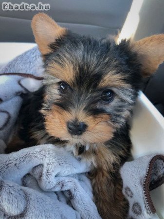 Yorkshire terrier kölykök