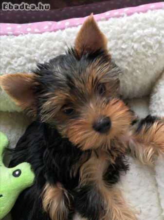 Yorkshire terrier kölykök
